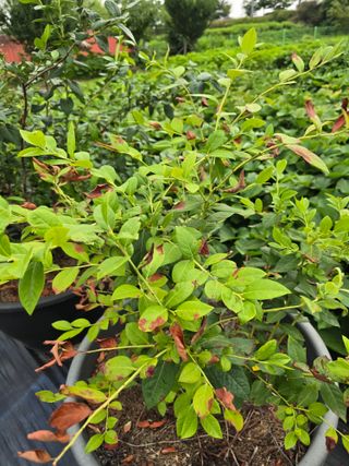 비타민님의 블루베리 · 영농일지 작성글 사진