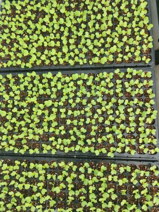 감자6289님의 배추 · 영농일지 작성글 사진