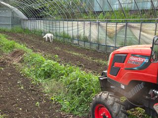윤자용11대임후회장님의 배추 · 영농일지 작성글 사진