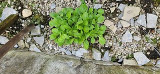 귀농인님의 배추 · 영농일지 작성글 사진