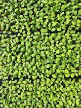 팜모닝 배추·영농일지 게시글 이미지