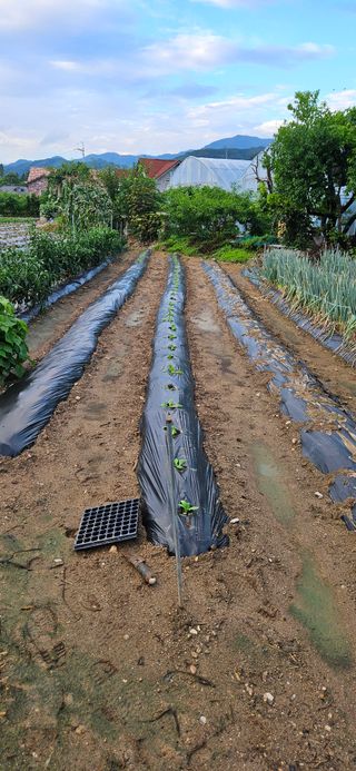 귀농인님의 배추 · 영농일지 작성글 사진