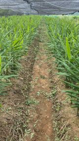 팜모닝 기타작물·영농일지 게시글 이미지