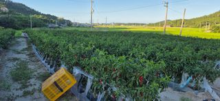 김진순님의 기타작물 · 영농일지 작성글 사진