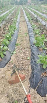 팜모닝 들깨·영농일지 게시글 이미지