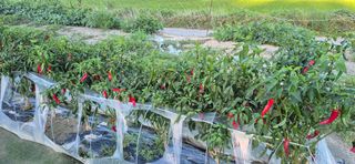 김진순님의 기타작물 · 영농일지 작성글 사진