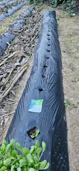 팜모닝 기타작물·영농일지 게시글 이미지