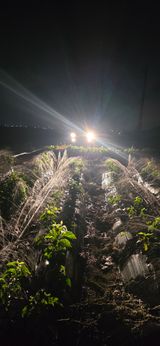 팜모닝 기타작물·영농일지 게시글 이미지