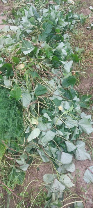 Blackbear님의 고구마 · 영농일지 작성글 사진