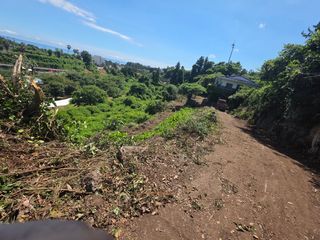 낙엽교목류18394님의 귤 · 영농일지 작성글 사진