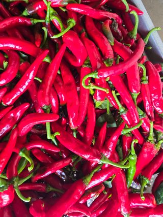 비타민님의 고추 · 영농일지 작성글 사진