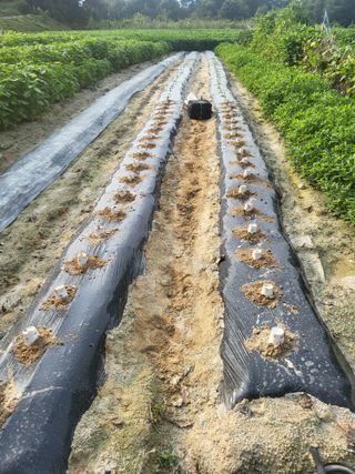 최상희님의 기타작물 · 영농일지 작성글 사진