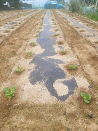 민원배님의 배추 · 영농일지 작성글 사진