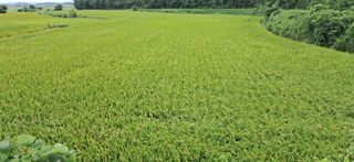 이복길님의 벼 · 영농일지 작성글 사진