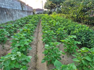 김영천님의 들깨 · 영농일지 작성글 사진