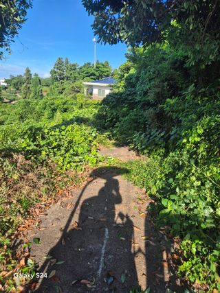 낙엽교목류18394님의 귤 · 영농일지 작성글 사진