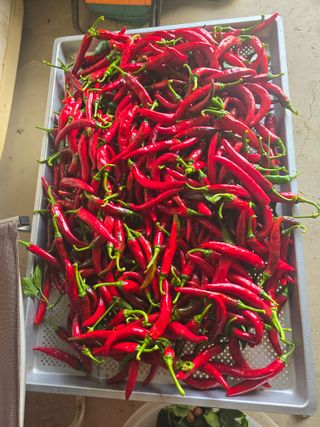 비타민님의 고추 · 영농일지 작성글 사진