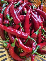 팜모닝 고추·영농일지 게시글 이미지