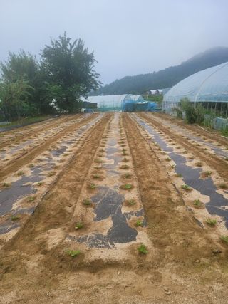 민원배님의 배추 · 영농일지 작성글 사진