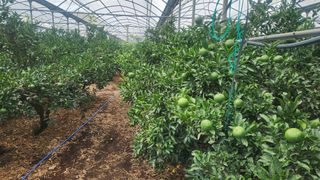 귤껍데기님의 귤 · 영농일지 작성글 사진