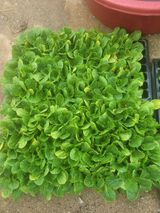 팜모닝 배추·영농일지 게시글 이미지