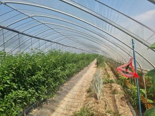 김청수 님의 고추 · 영농일지 작성글 사진