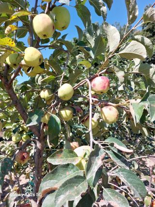 손길준님의 기타작물 · 영농일지 작성글 사진