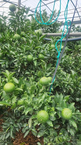 귤껍데기님의 귤 · 영농일지 작성글 사진