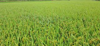 이복길님의 벼 · 영농일지 작성글 사진