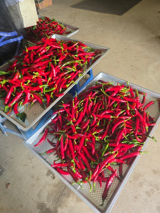 비타민님의 고추 · 영농일지 작성글 사진