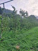 팜모닝 사과·영농일지 게시글 이미지