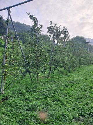 양배추20804님의 사과 · 영농일지 작성글 사진