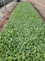 팜모닝 배추·영농일지 게시글 이미지