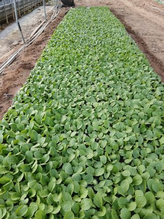 양혜진님의 배추 · 영농일지 작성글 사진