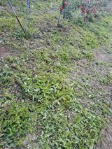 팜모닝 사과·영농일지 게시글 이미지