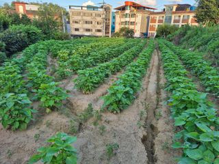김영천님의 들깨 · 영농일지 작성글 사진