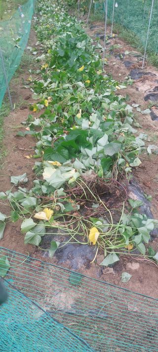 Blackbear님의 고구마 · 영농일지 작성글 사진