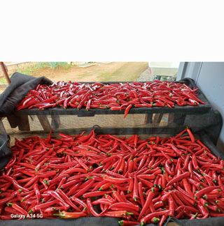 귀촌좋아....님의 고추 · 영농일지 작성글 사진