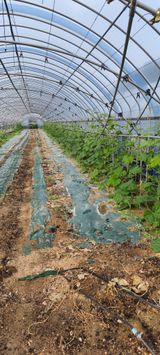 팜모닝 호박·영농일지 게시글 이미지