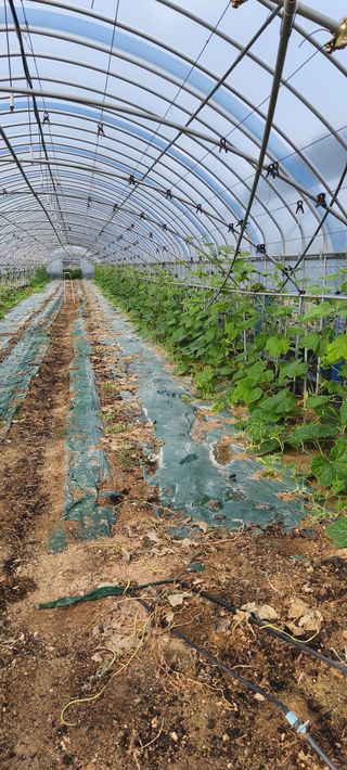 블루베리25247님의 호박 · 영농일지 작성글 사진