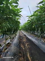 팜모닝 콩·영농일지 게시글 이미지