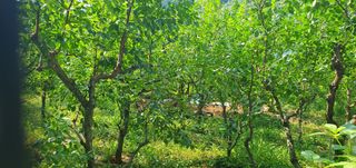 반성식님의 기타작물 · 영농일지 작성글 사진