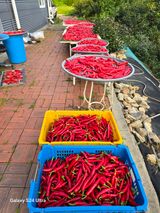 팜모닝 고추·영농일지 게시글 이미지