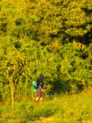 김영진님의 감 · 영농일지 작성글 사진