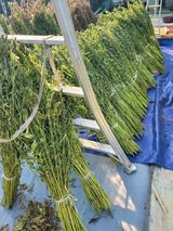 팜모닝 참깨·영농일지 게시글 이미지