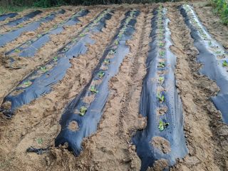 주재필님의 배추 · 영농일지 작성글 사진