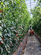 팜모닝 고추·영농일지 게시글 이미지