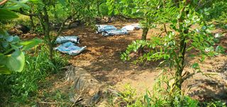 반성식님의 기타작물 · 영농일지 작성글 사진