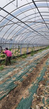 팜모닝 호박·영농일지 게시글 이미지