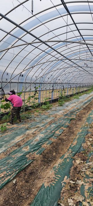 블루베리25247님의 호박 · 영농일지 작성글 사진